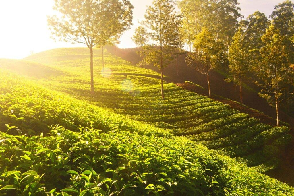 Kerala Munnar tea plantation landscape hill station travel photo