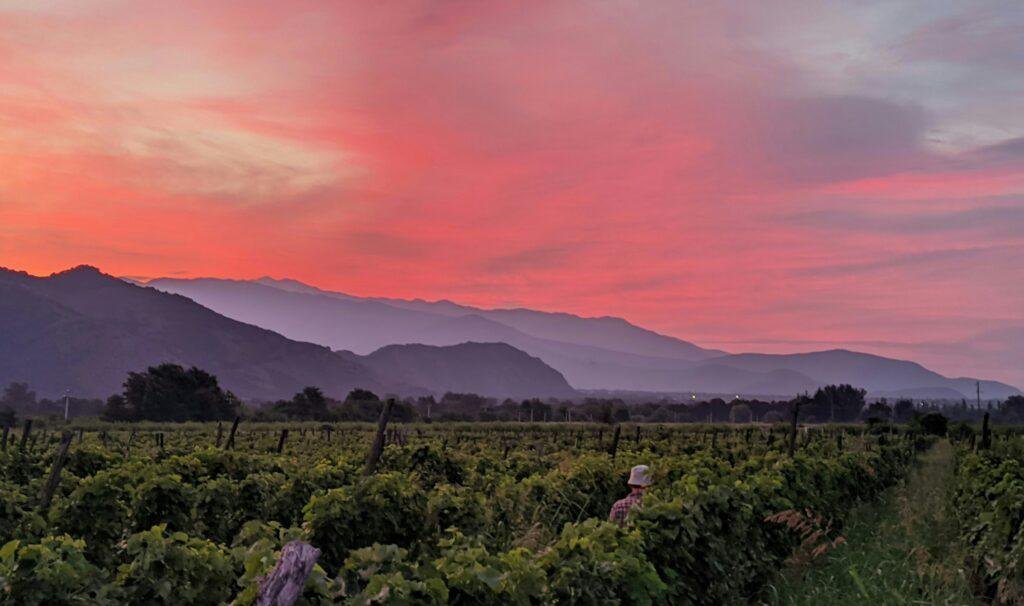 Vast vineyards of Georgia’s Kakheti wine region with rolling grape fields and scenic countryside landscape