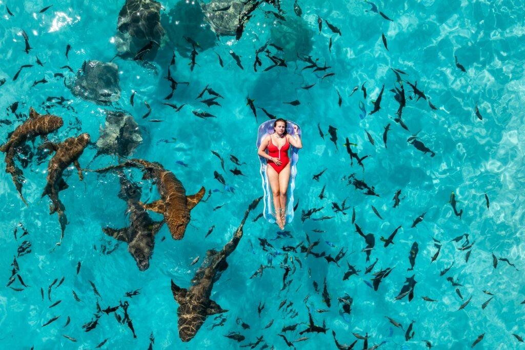 Maldives shark encounter experience with reef sharks in clear blue ocean water