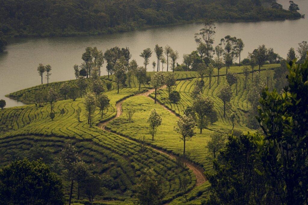Munnar tea plantation landscape Kerala hill station travel photo