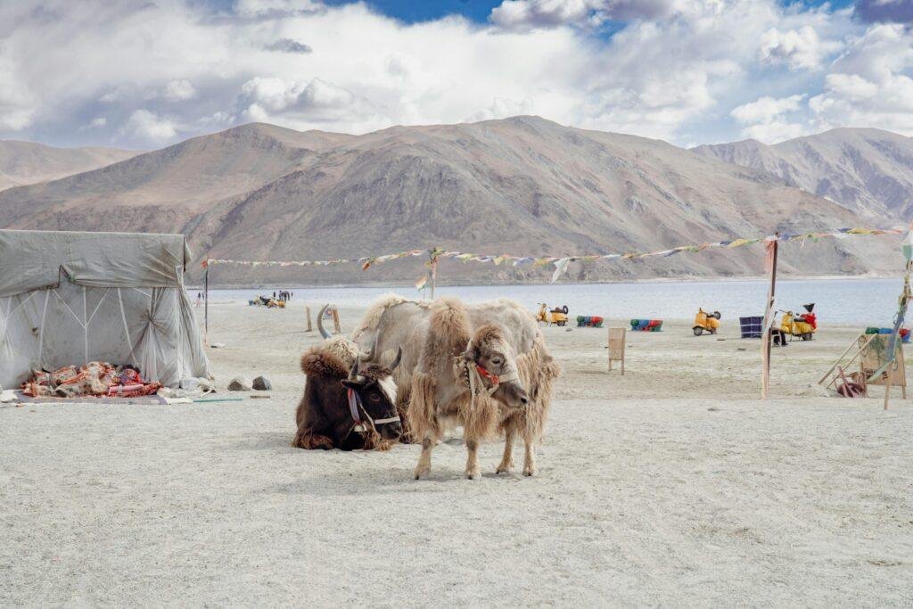 Pangong Tso lakeside camping with tents and Himalayan lake views in Ladakh Indi