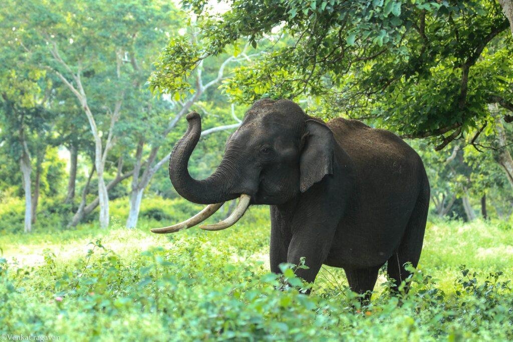 Pinnawala Elephant Orphanage elephants bathing and walking in Sri Lanka