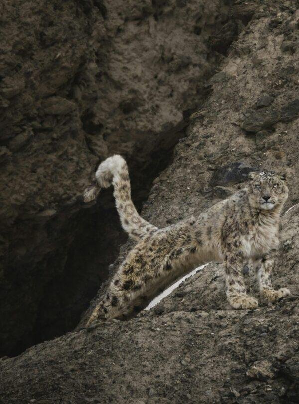 Snow‑covered trails in Spiti Valley winter landscape with Himalayan mountains India
